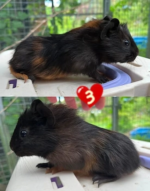 Meerschweinchen Männchen