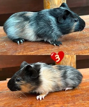 Meerschweinchen Babys
