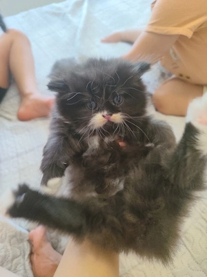 Britische Baby Katze 