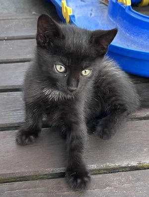 Kleiner Kater schwarz mit weiß 