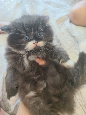 Britische Baby Katze 