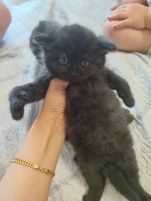 Britische Baby Katze 
