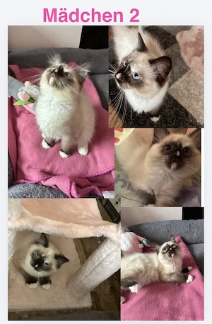 Wundervolles Ragdollpaar suchen ihr Zuhause
