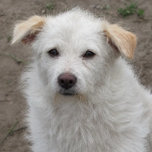 Blanca ist eine verschmuste Maus Bild 2