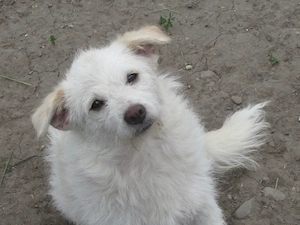 Blanca ist eine verschmuste Maus Bild 5