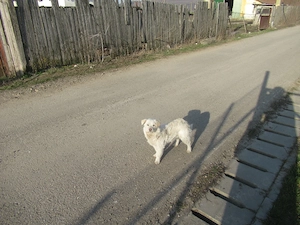 Blanca ist eine verschmuste Maus Bild 7