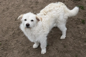 Blanca ist eine verschmuste Maus Bild 3