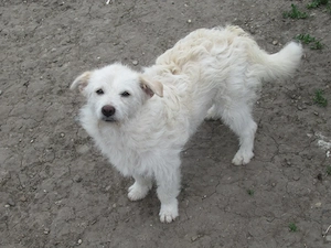 Blanca ist eine verschmuste Maus Bild 6