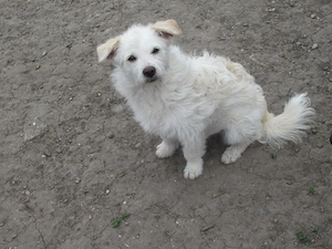 Blanca ist eine verschmuste Maus Bild 8