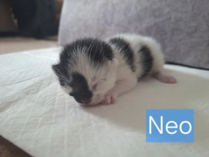 Katzenbabys    