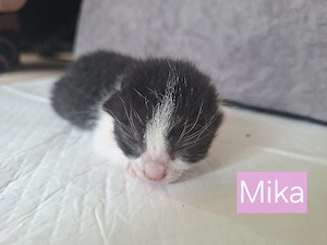 Katzenbabys    