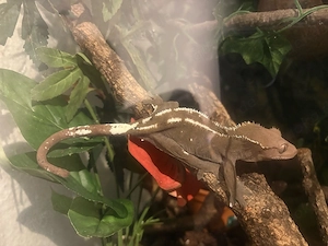 0.1 kronengecko Axanthic