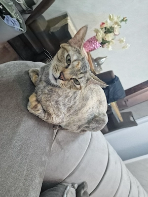 Hauskatze 1 Jahr alt