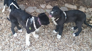 4 Border Collie Mix Welpen 5MON vom Hundetrainer 