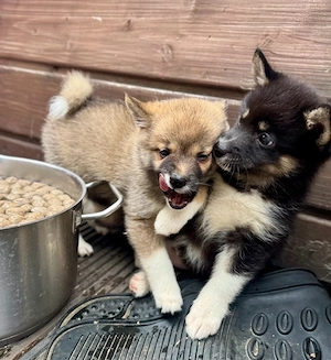 Shiba Inu x Pomsky Welpen 