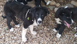Großer Hund Rüde 7Mon 18kg 47cm ausreisebereit nach Adoption  Bild 4