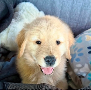 Reinrassige Golden Retriever Welpen!!