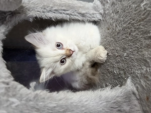 Colorpoint Kitten suchen liebevolle Familie