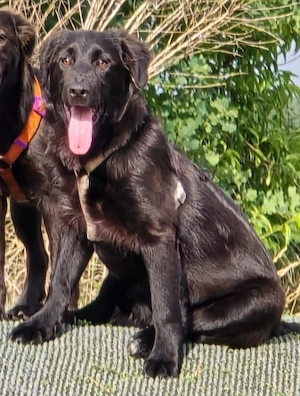 Evan, 5 Monate, Mischling, a.d.Tierschutz, sucht Happy-Home 