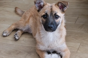 Samira ist ein Herzenshund