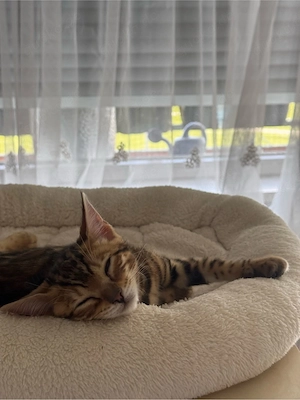 Bengal-Katzen