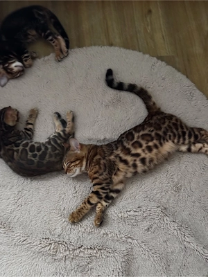 Bengal-Katzen