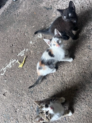 Babykatzen