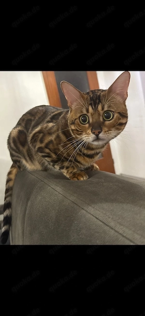 Wunderschöner Bengalkater sucht ein liebevolles Zuhause