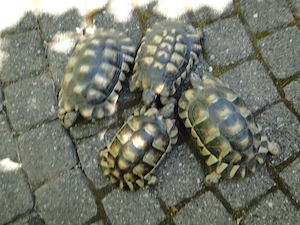 Griechische Landschildkröten Testudo Marginata