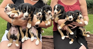 Entlebucher Sennenhund vom Bauernhof