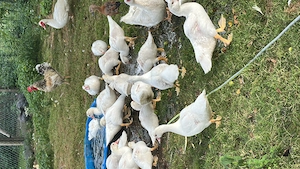 Enten Warzenente 