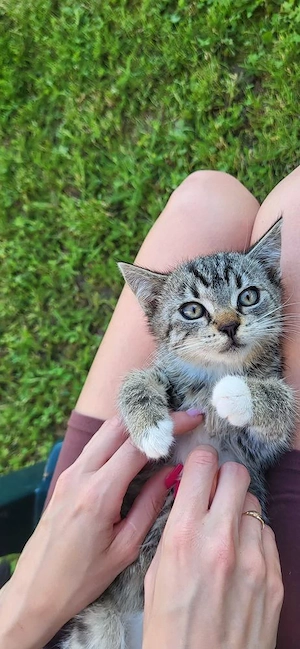 Babykatze 