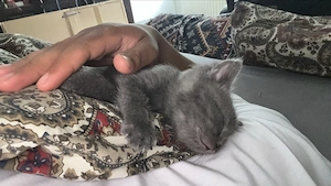 BKH Kitten