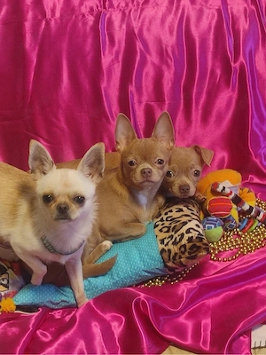 Wunderschöner Miniatur-Chihuahua-Rüde zu verkaufen
