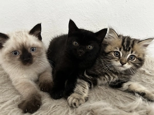 Britisch Kurzhaar Kitten