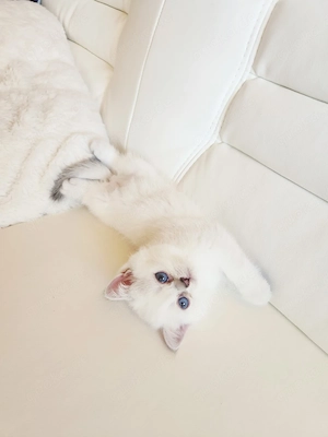 Britisch kurzhaar Kater 