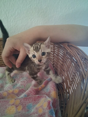 Bengal Babys