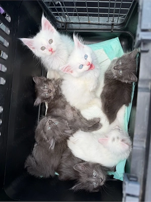 Maine Coon Kitten mit Stammbaum, Eltern getestet
