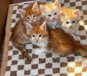 Norwegische Waldkatzen Kitten