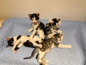 Katzenbabys suchen ein zuhause 