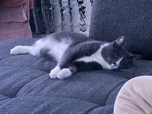 Liebevolle Katze sucht ein neues Zuhause