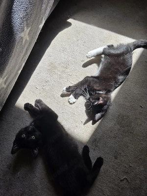 2 kleine katzen suchen ein zuhause