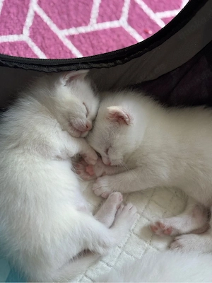 katzen zu verkaufen