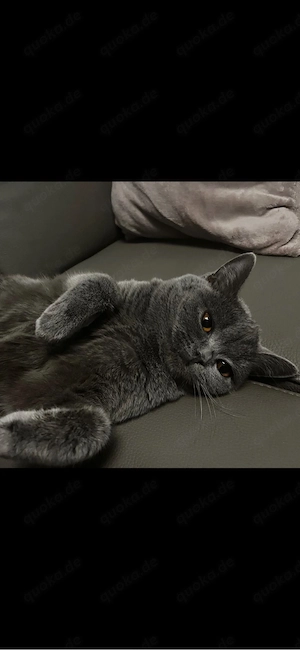 Bkh Katze Hanni sucht ein neues Zuhause