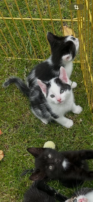noch 3 Babykatzen von insgesamt 8 suchen ein liebevolles Zuhause