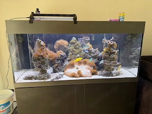 Meerwasser Aquarium mit zubehör abzugeben 