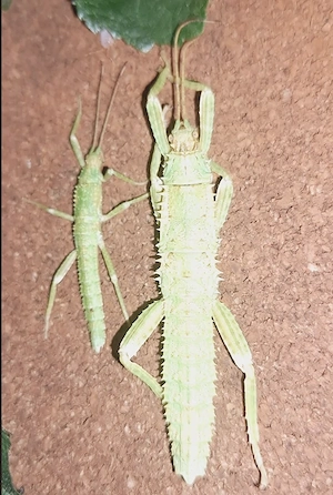 Eurycantha sp. cf. calcarata  Aru Island  