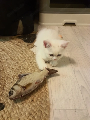 Reinrassigen  (BKH) Babykatzen 