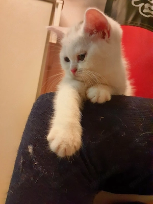 Reinrassigen  (BKH) Babykatzen 