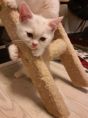 Reinrassigen  (BKH) Babykatzen 